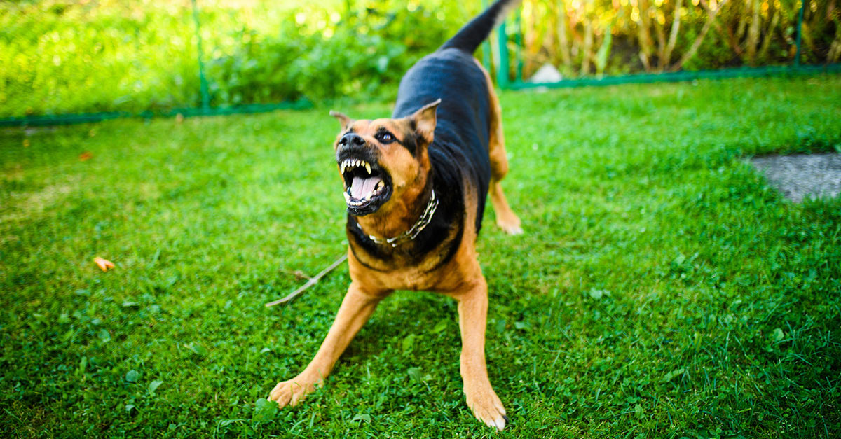 Reasons Why Dog Bites Are on the Rise Nationwide