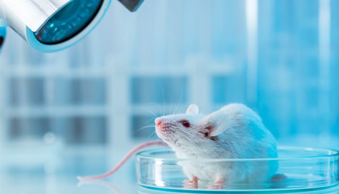 Stanford University's Stem Cell Research Reveals New Way to Shrink Mesothelioma Tumors